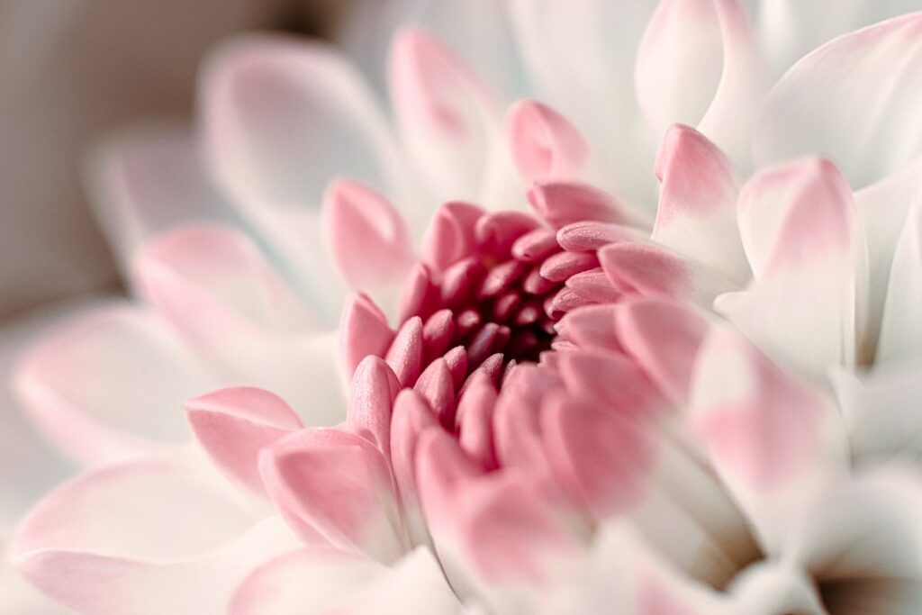 Dahlia pinnata